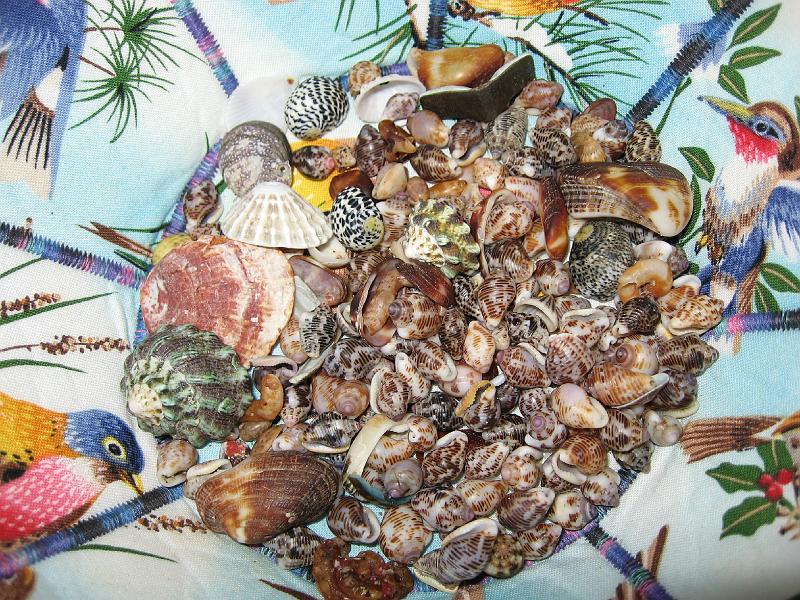 IMG_0914 We collected these in about an hour on a beach we'd combed two days before.