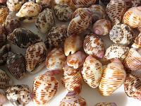 IMG_0770 Dominica abounds in seashell treasures,