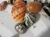 IMG_0771 An assortment in our bucket, before being cleaned of sand.