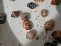 IMG_0773 More in our bucket.