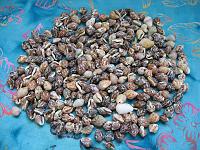 IMG_0887 Another cleaned batch.