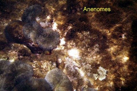 anenomes Look closely under the anemone in the center.  A small red fish is hiding in a hole there.