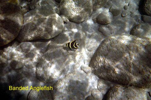 banded-angelfish Whoops!  Please pardon the typo in the photo.  Ita a Banded Angelfish, of course.