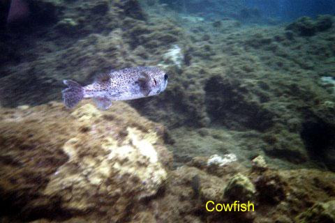 cowfish 