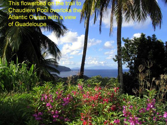 flowers-2 I use this photo on my ProgresSmart Web site.