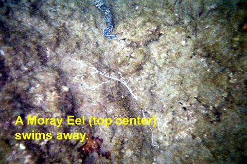 moray 
