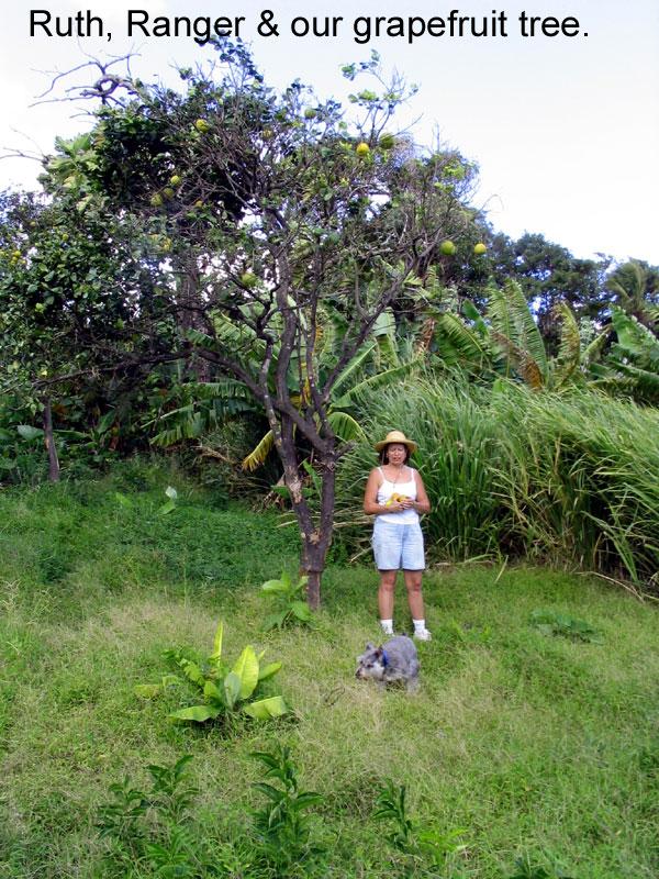 our-land-ruth-grapefruit 