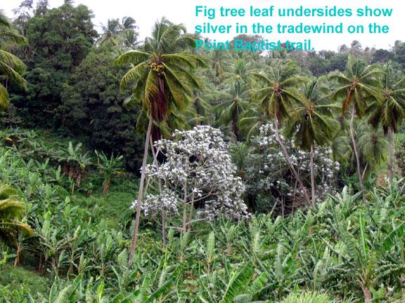 point-baptist-figs Actually, according to an expert, Dr. Stephen R. Hill, “The silvery-leaf trees are not figs, they are a plant locally called 'bois canon' or 'trumpet wood' with the scientific name Cecropia schreberiana.  This tree is related to the figs, and many put it in the same family as Ficus [the figs] - called the Moraceae.  I tend to keep them separated out into their own family, the Cecropiaceae.   On the mainland they are the primary food of tree sloths [not on Dominica, of course], and they are often called 'canoa' which I often translate as 'canoe tree'.  They are mostly hollow on the inside.”