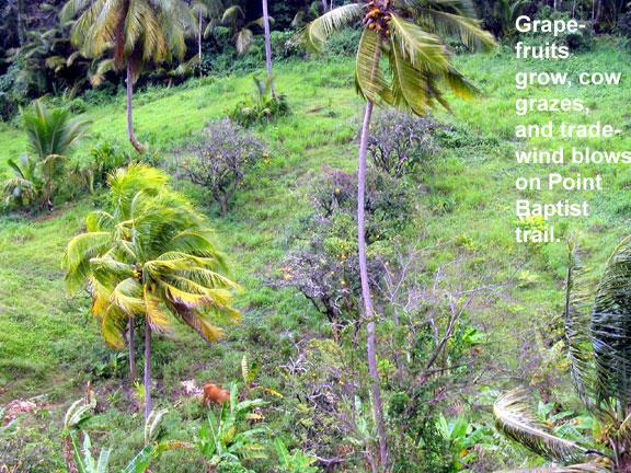 point-baptist-grapefruit 