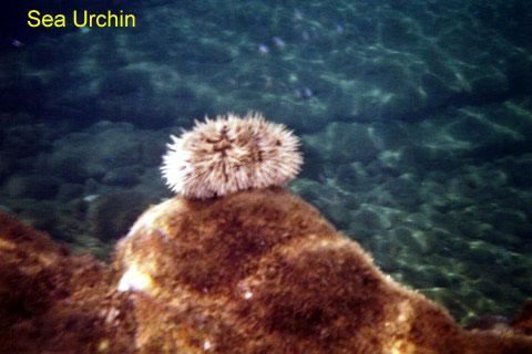 seaurchin-2 