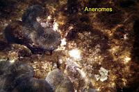anenomes