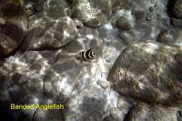 banded-angelfish
