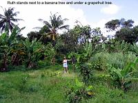 our-land-ruth-banana-tree 