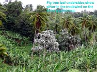 point-baptist-figs Actually, according to an expert, Dr. Stephen R. Hill, “The silvery-leaf trees are not figs, they are a plant locally called 'bois canon' or 'trumpet wood' with the scientific name Cecropia schreberiana.  This tree is related to the figs, and many put it in the same family as Ficus [the figs] - called the Moraceae.  I tend to keep them separated out into their own family, the Cecropiaceae.   On the mainland they are the primary food of tree sloths [not on Dominica, of course], and they are often called 'canoa' which I often translate as 'canoe tree'.  They are mostly hollow on the inside.”