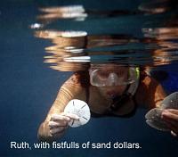 ruth-sanddollars