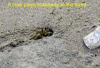 sand-crab 