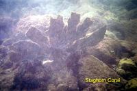 staghorn-coral
