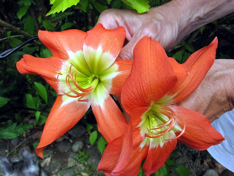 Amaryllis-genus_Hippeastrum_IMG_0436 Thanks to Professor Steven R. Hill for the flower and fruit identifications.
