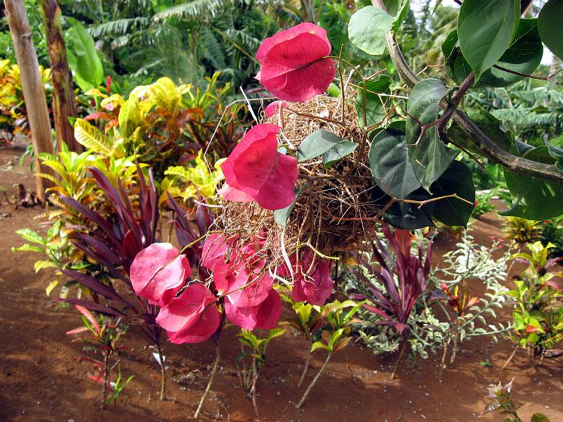 Bougainvillea_with_bird_nest_IMG_0442 
