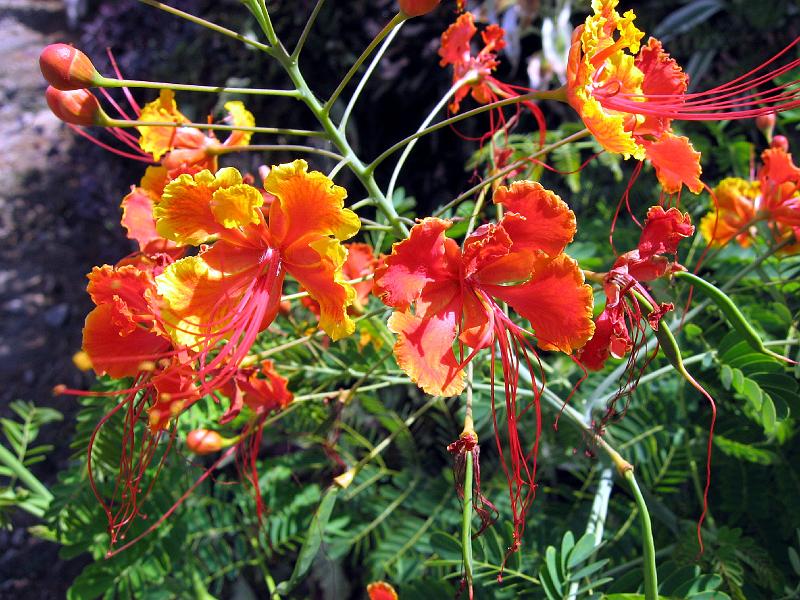 Caesalpinia_pulcherrima_Pride_of_Barbados_IMG_0542 