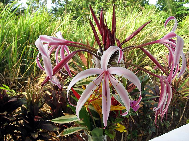 Crinum_lilies_IMG_0532 