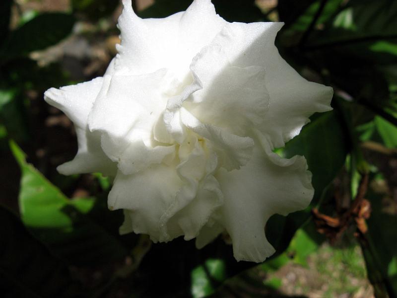 Gardenia_jasminoides_IMG_0437 Gardenia is also fragrant.