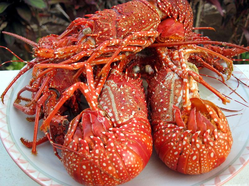 lobsters_IMG_0574 The Caribbean lobster is actually a marine crayfish and has no claws, so they can be caught by hand on the reefs.  Dominican rivers host fresh water lobsters (crayfish) as big as New England 