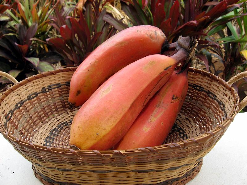 red_bananas_IMG_0558 Now some edible goodies.  Red bananas are huge and sweet-tasting.