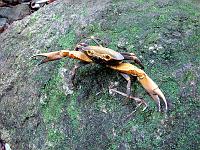 crab_IMG_0466 A river crab at Syndicate.