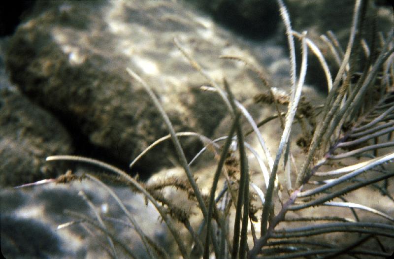 30 Seaweed closeup