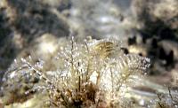 32 Seaweed closeup