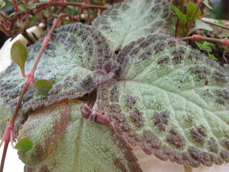 IMG_0024 Probably Episcia 'acajou', a gesneriad, usually has red flowers.