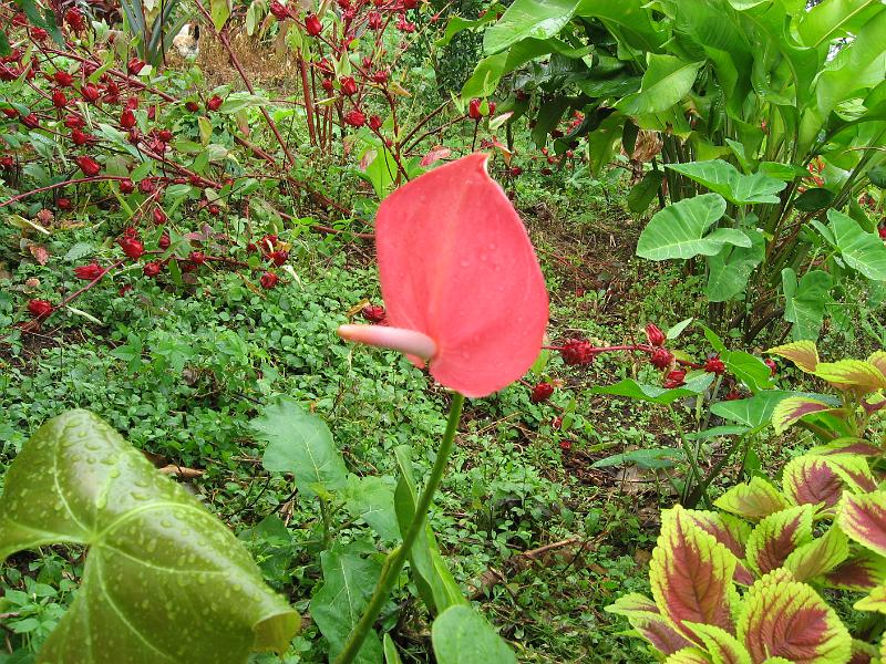 IMG_0129 he standard Anthurium is Anthurium X andreanum - a hybrid from Colombia [sterile].