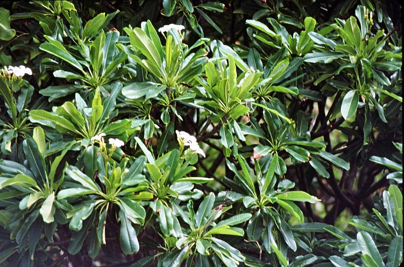 12 Plumeria obtusa - frangipani