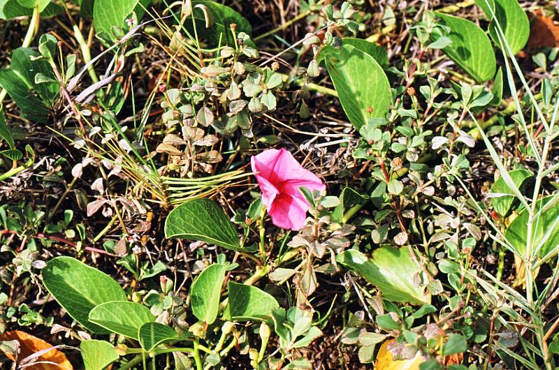 14 Ipomoea pes-caprae - seaside morning-glory [with Phyla nodiflora - the common small herb]