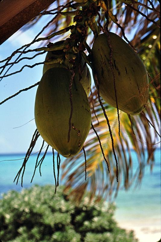 18-coconuts Coconuts (Cocos nucifera)