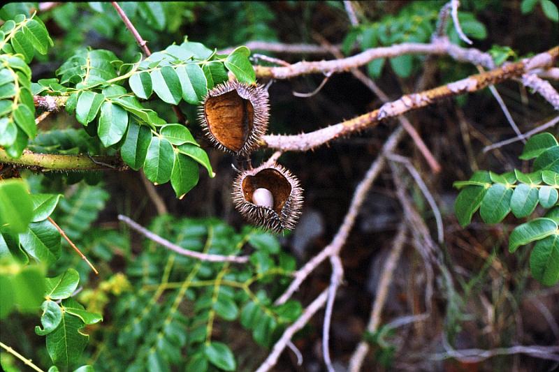 20-sea_chestnut Sea chestnut (Nickervine - Caesalpinia bonduc)