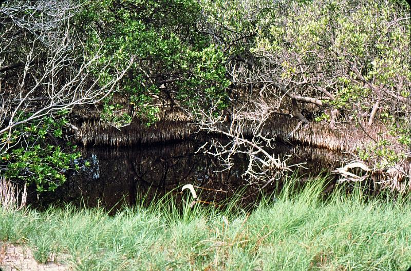 25-mangrove Avicennia germinans - black mangrove