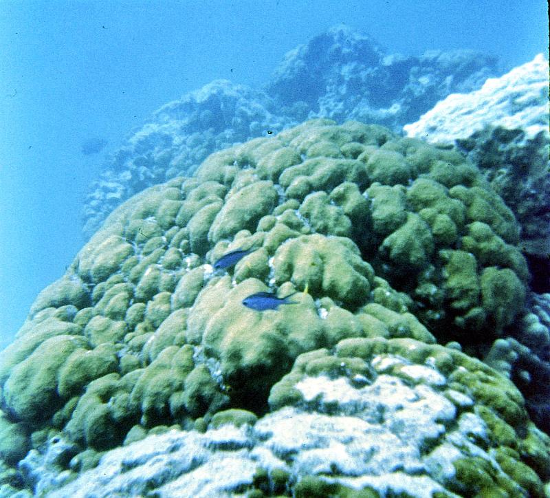 65-blue_tangs Scissortails