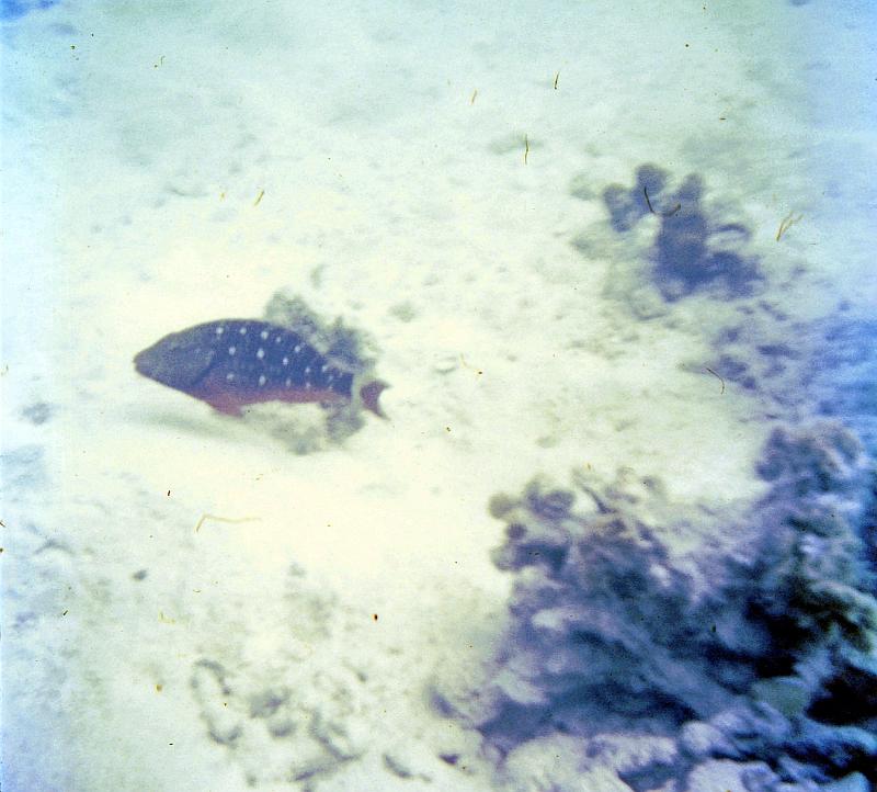 68-harlequin_parrotfish Harlequin parrotfish