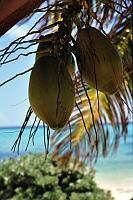 18-coconuts Coconuts