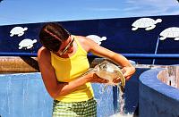 28-Ruth_Mariculture Ruth holds a juvenile sea turtle at Mariculture.  In the wild, about 1 percent of turtle hatchlings survive to maturity, but at this farm, 99% do, and they're used as food.  There's a place on the island called 