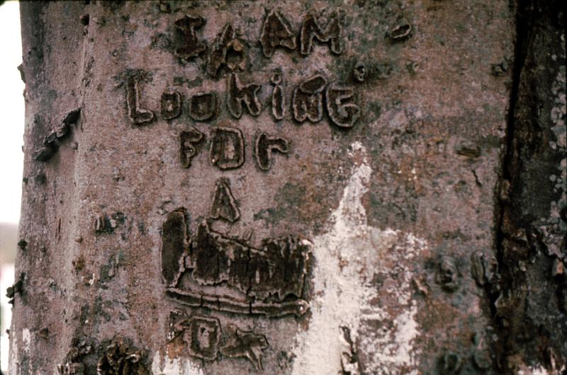 bayou-05 Whoever carved this was looking for some kind of fox.