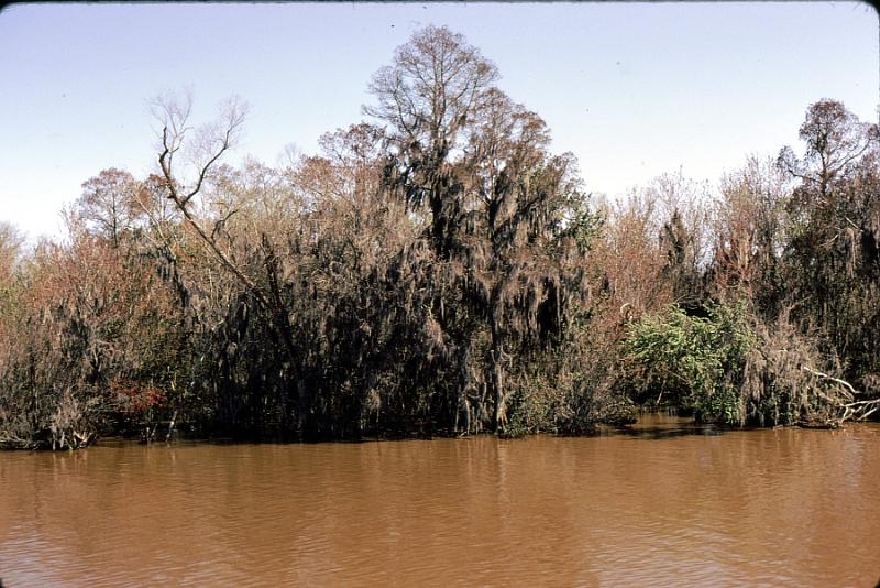 bayou-21 
