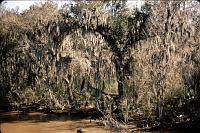 bayou-28 Spanish moss