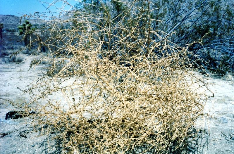 01 I visited Joshua Tree National Park, which is in the Southern California desert, in April 2002, when I had a brief respite from the Storage Networking World conference being held in nearby Palm Desert.  This is a tumbleweed.  Don't touch it!  It has sharp burrs. [Salsola kali.  It is Russian - not even a native plant. Most tpeople think tumbleweed is native.  Nope.] Thanks to Steven R. Hill of the Illinois Natural History Survey for plant identifications.
