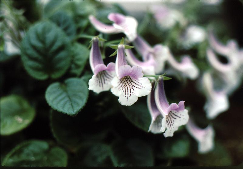 lg_22 Achimenes (gesneriad)