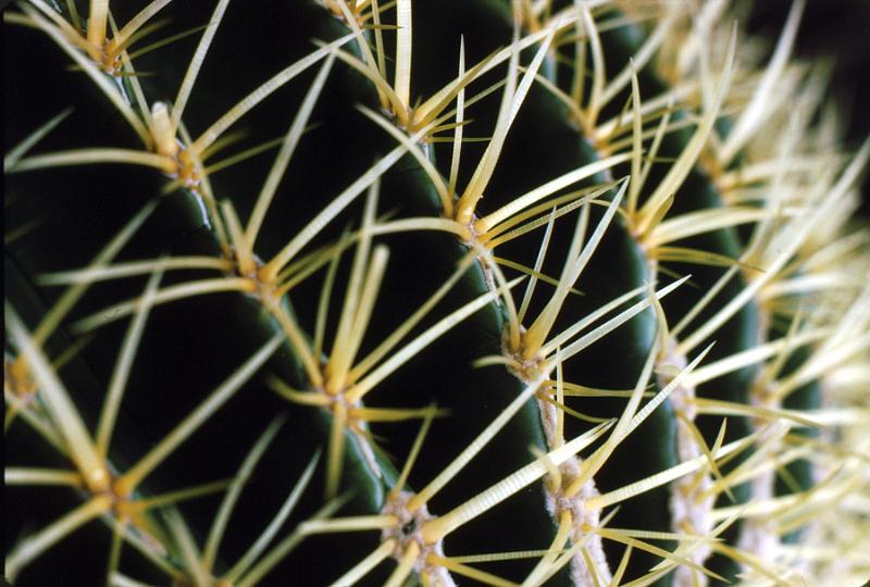 lg_25_cactus Cacti