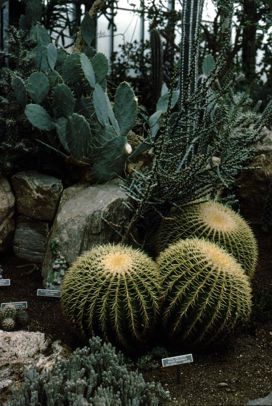 lg_26_assorted_cacti Cacti