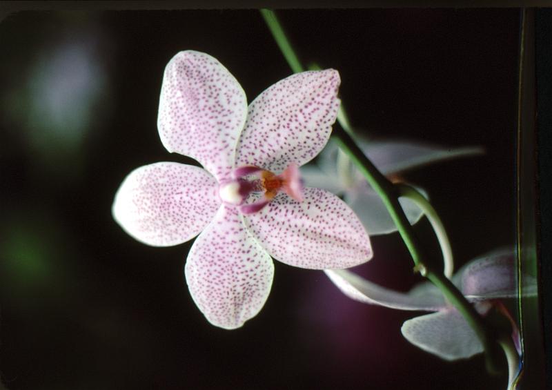 lg_27 Orchid